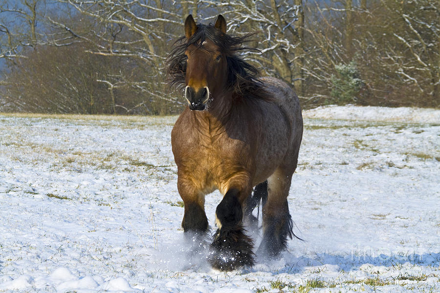 Ardennes Horses