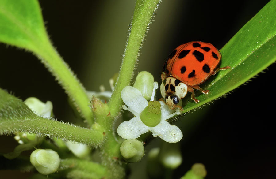 Asian Lady Beetle #4 Photograph by Larah McElroy