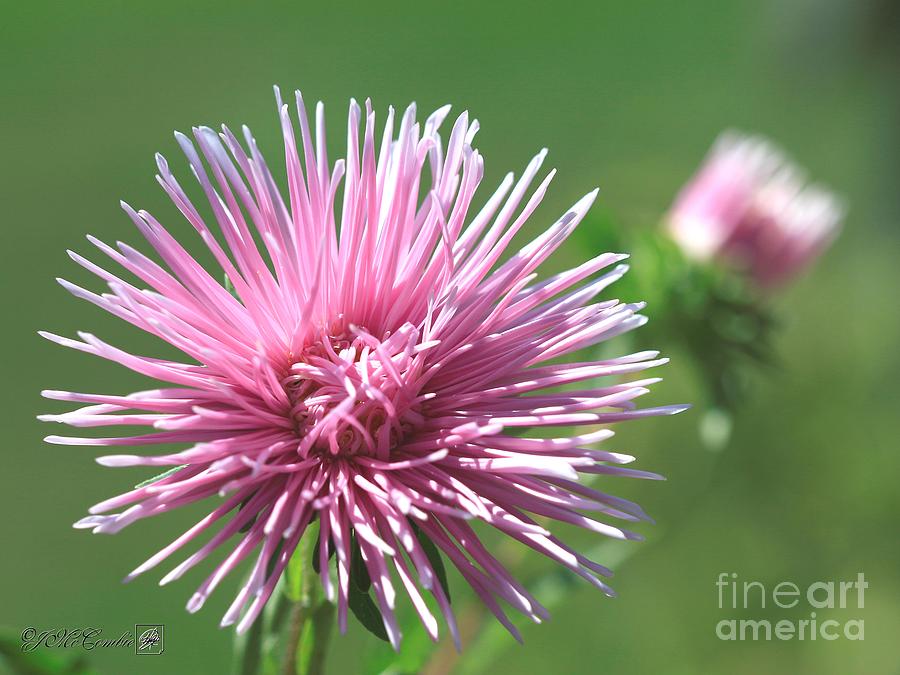 Aster named Unicum Rose #3 Photograph by J McCombie