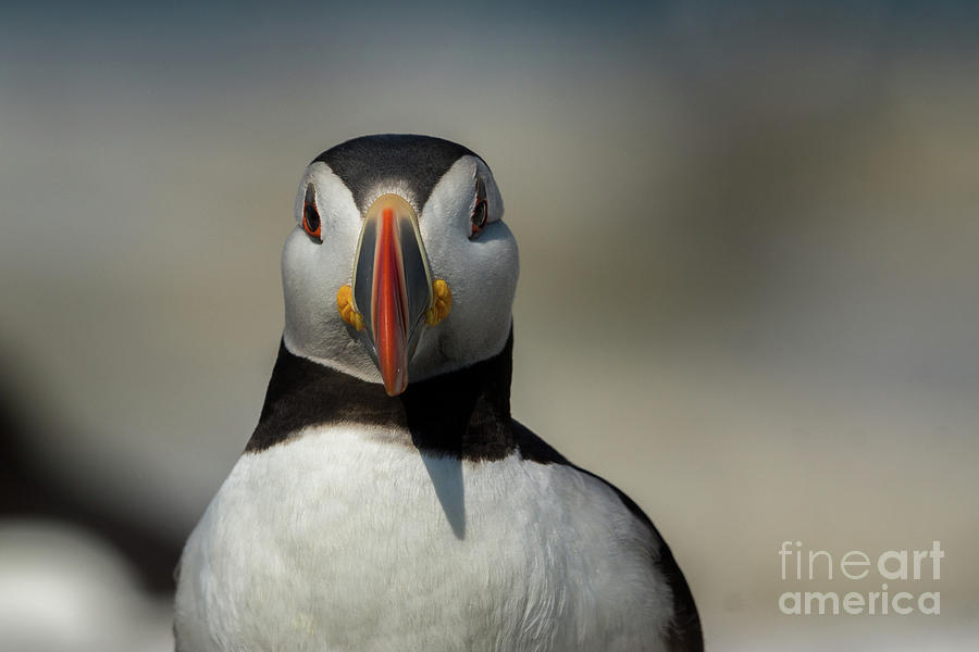 Atlantic Puffin #5 Photograph by Craig Shaknis