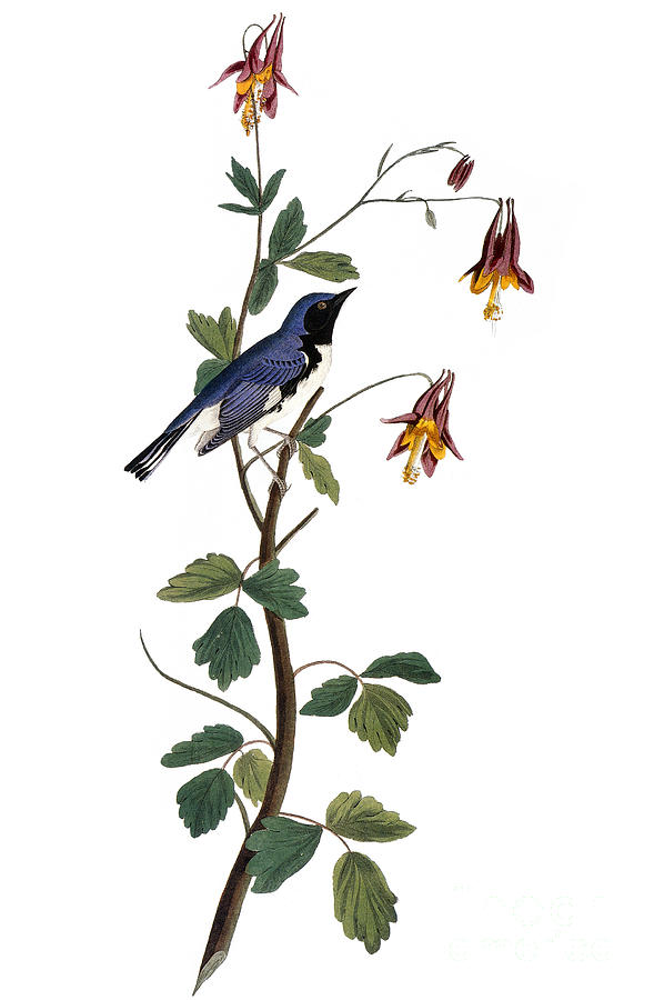 Audubon: Warbler, (1827-38) #4 Photograph by Granger