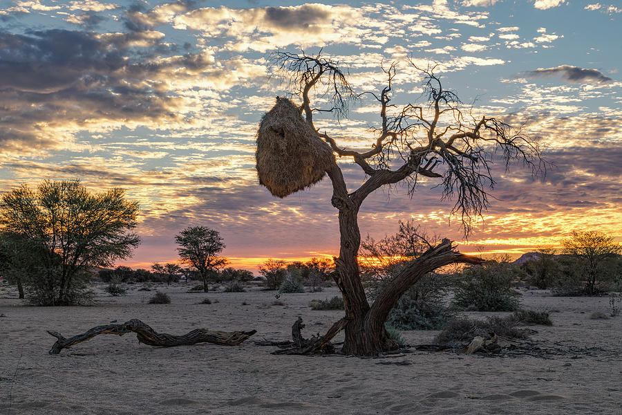 Aus - Namibia #4 Photograph by Joana Kruse