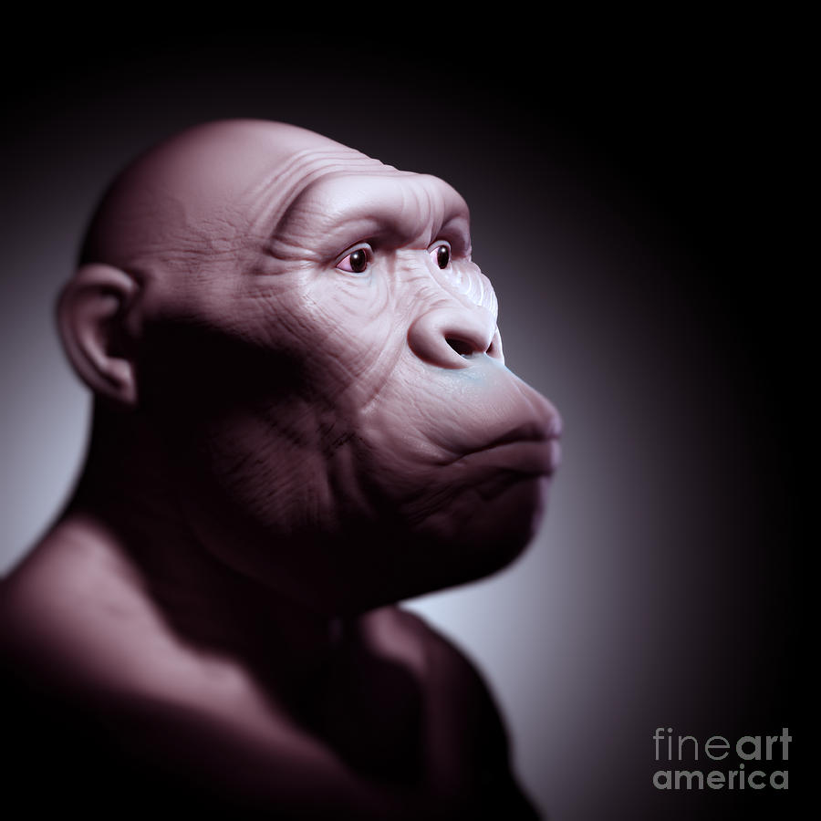 Australopithecus #4 by Science Picture Co