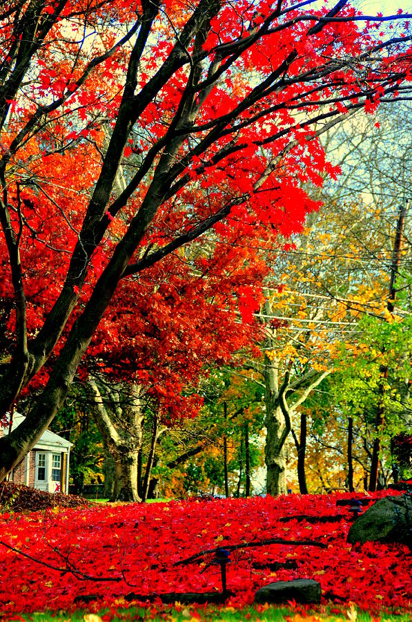 Autumn Colors #4 Photograph by Aron Chervin