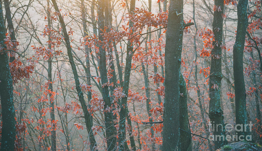 Autumn forest #4 Photograph by Jelena Jovanovic