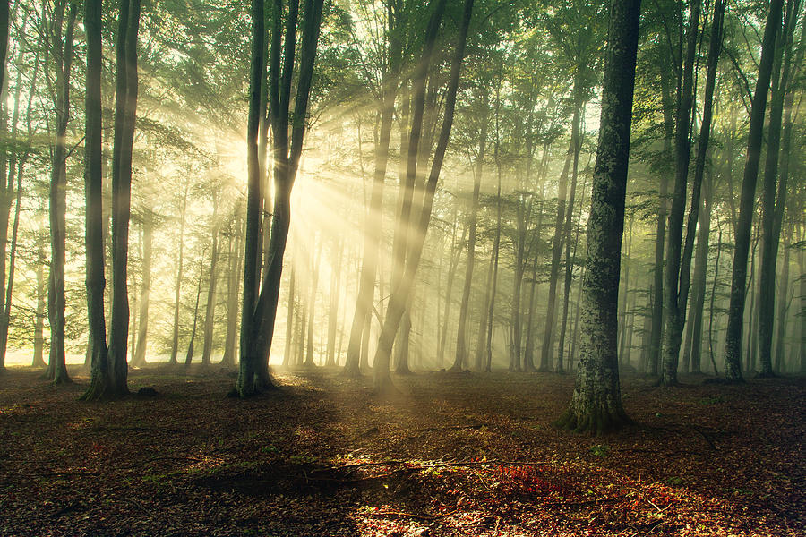 Autumn Forest Trees. Nature Green Wood Sunlight Backgrounds. Photograph ...