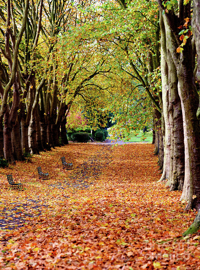 Autumn in the park #4 Photograph by Colin Rayner