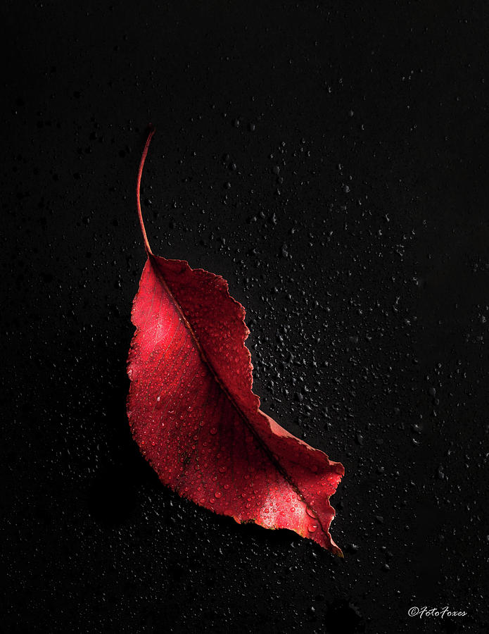 Autumn Leaf #4 Photograph by Alexander Fedin