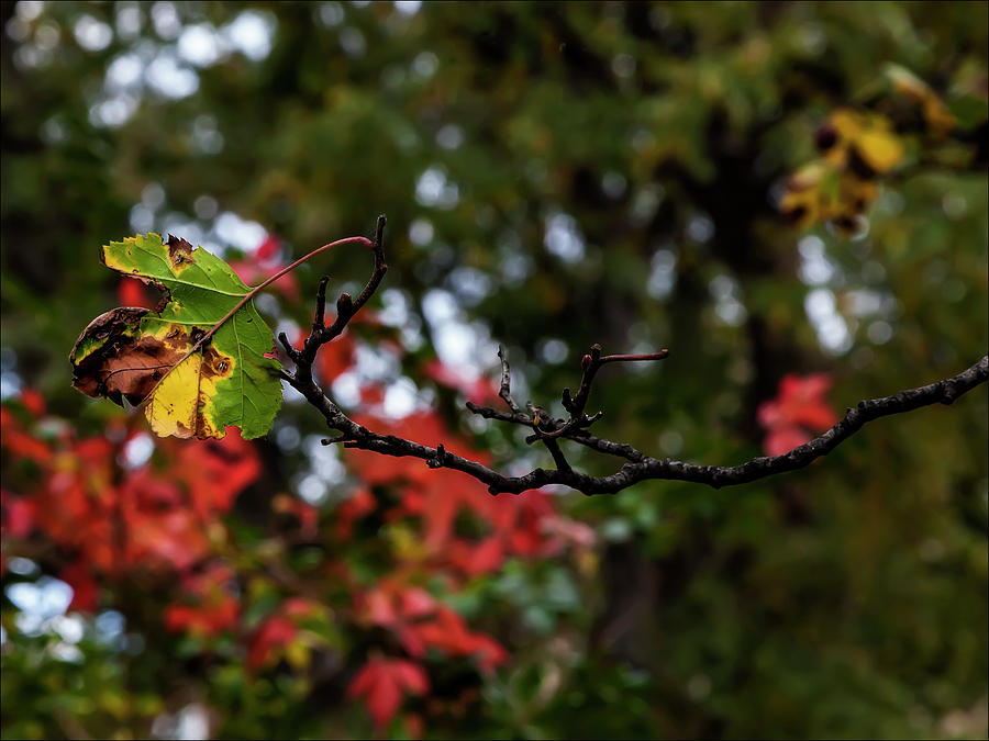 Autumn Leaf #4 Photograph by Robert Ullmann