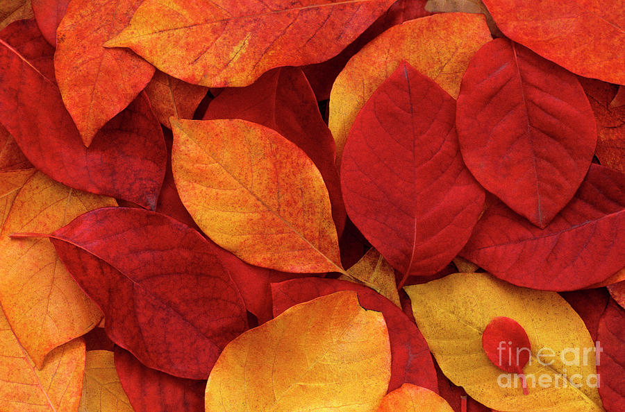 Autumn Leaves  #4 Photograph by Jim Corwin