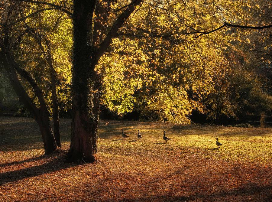 Nature Photograph - Autumn Promenade #3 by Jessica Jenney