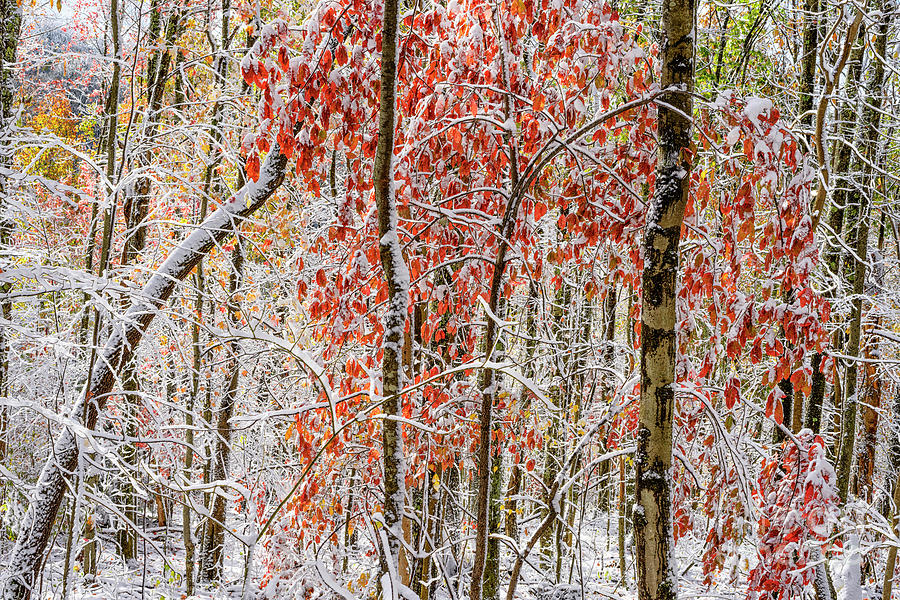 Autumn Snow #4 Photograph by Thomas R Fletcher