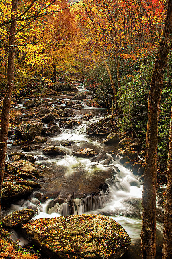 Autumn Stream #4 Photograph by Andrew Soundarajan