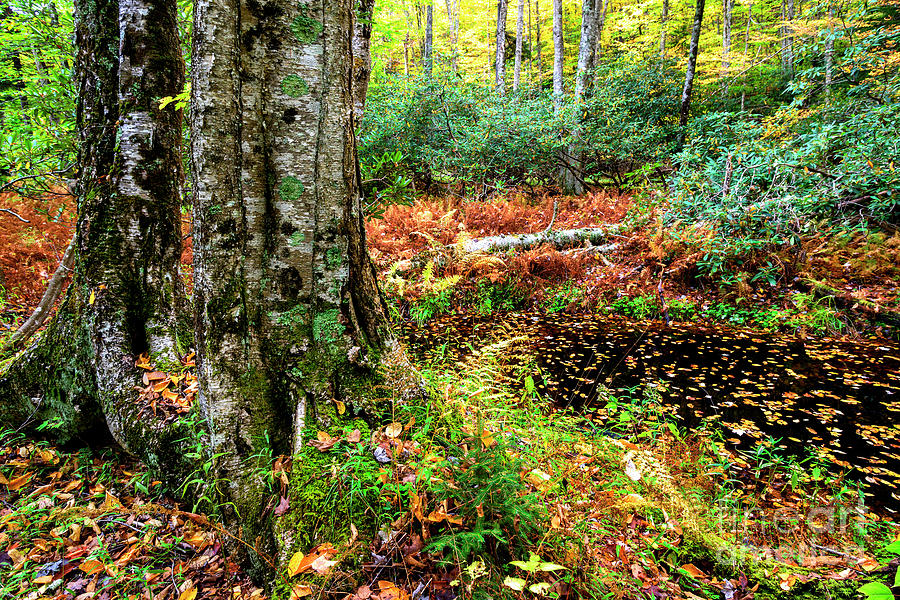 Autumn Upper Shavers Fork Preserve #4 Photograph by Thomas R Fletcher