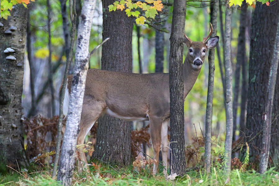 Autumn Young Buck #5 Photograph by Brook Burling