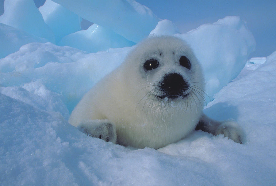 Cute Photograph - Baby Harp Seal on Hudson Bay #3 by Carl Purcell