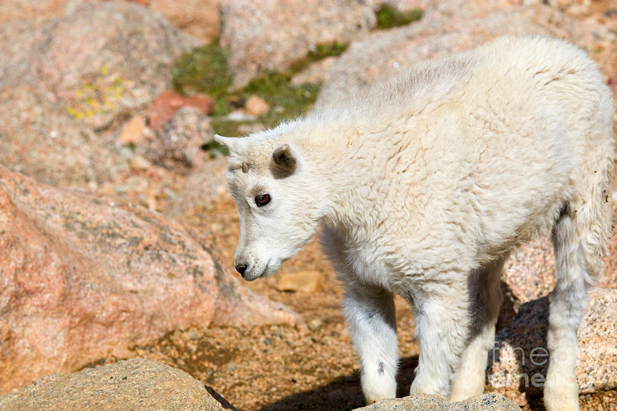 Baby Mountain Goats on Mount Evans #4 Photograph by Steven Krull