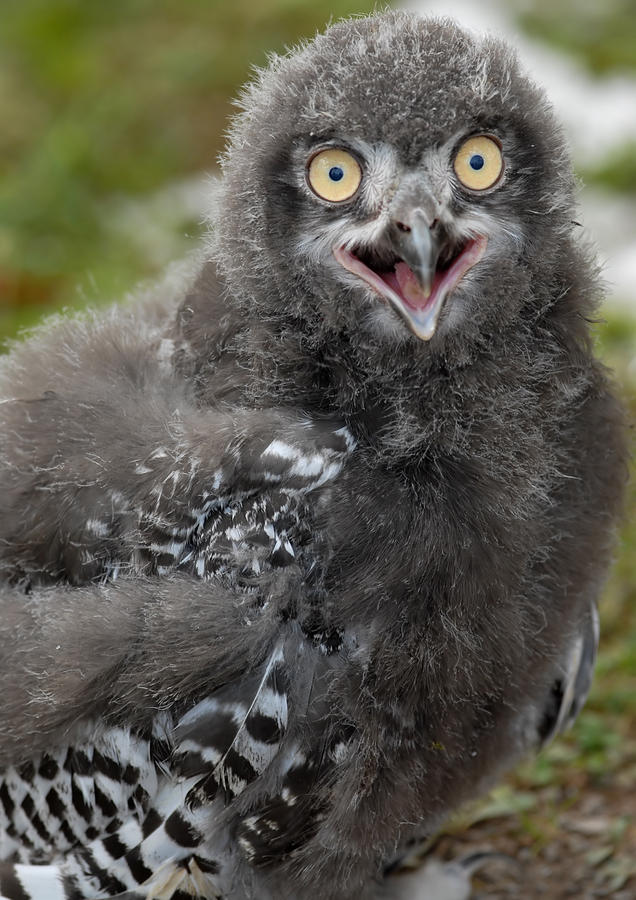 Baby Snowy Owl #4 Photograph by JT Lewis