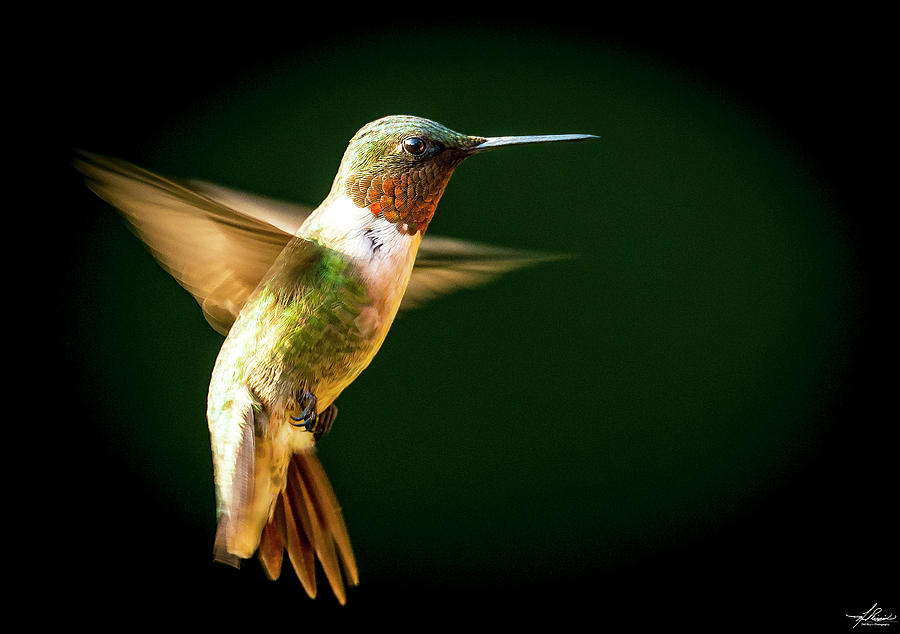 Hummingbird Photograph - Backyard Hummingbird #4 by Phil And Karen Rispin