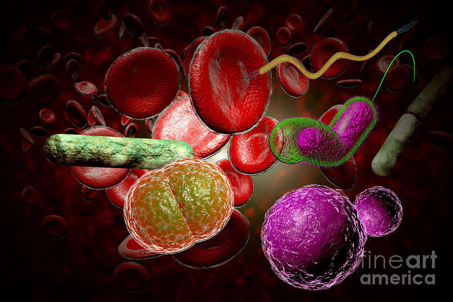 Bacteria Infection Bloodstream Photograph by Ezume Images Fine Art