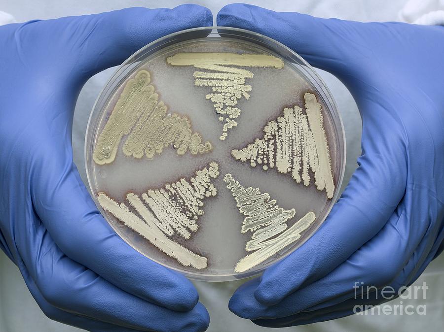 Glove Photograph - Bacterial Antibiotic Production #4 by Dr Jeremy Burgess