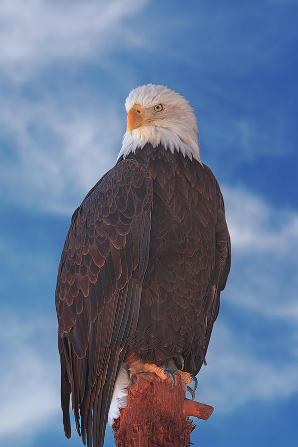 Bald Eagle #4 Photograph by Brian Cross