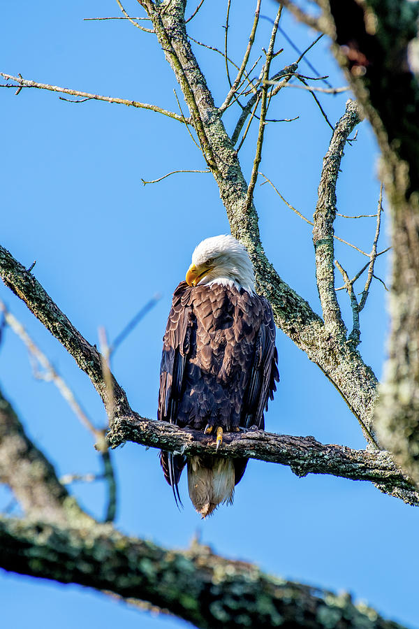 Bald Eagle #4 Photograph by David Irwin - Pixels