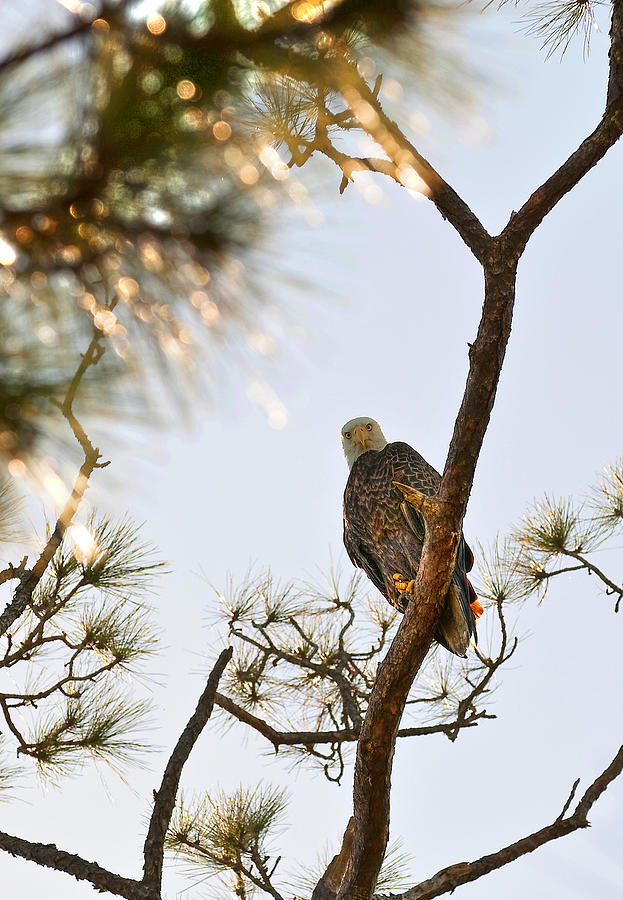 Bald Eagle #4 Photograph by Gouzel -