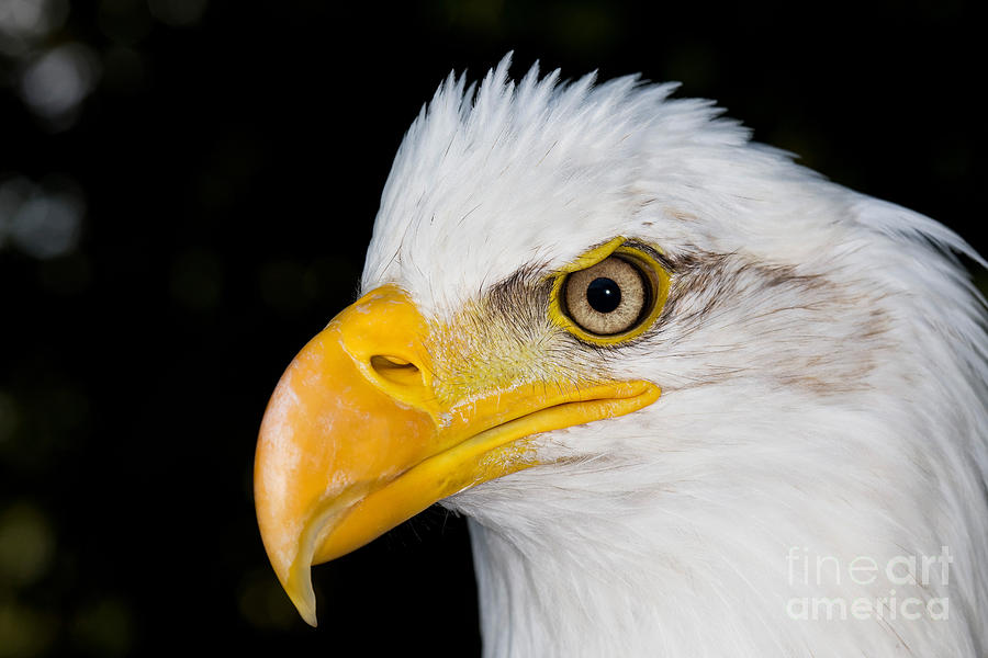 Bald Eagle Haliaeetus Leucocephalus #4 Photograph by Gerard Lacz