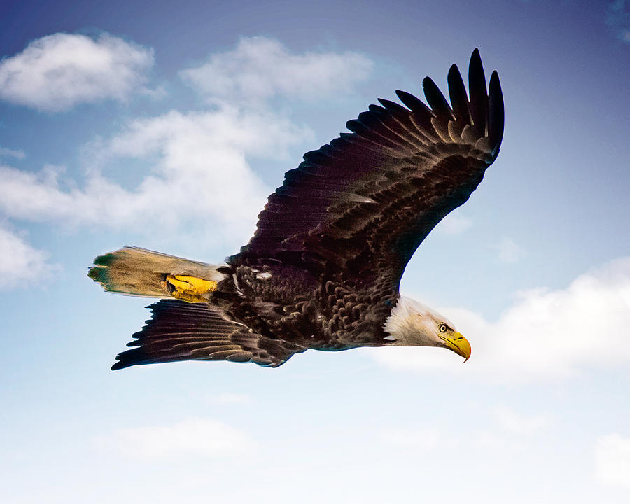 Bald Eagle #4 Photograph by Joe Granita
