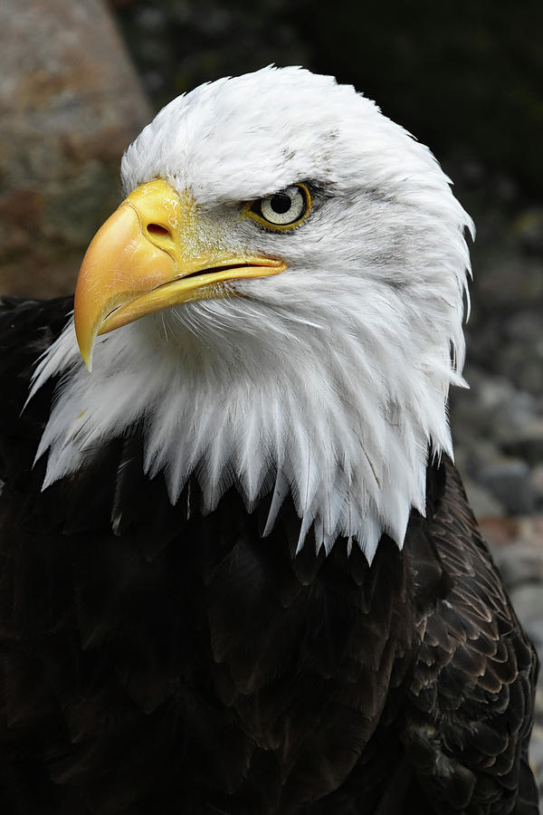 Bald Eagle #1 Photograph by Kuni Photography