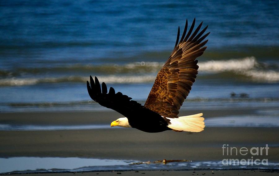 Bald Eagle Photograph - Bald Eagle #4 by Marc Bittan