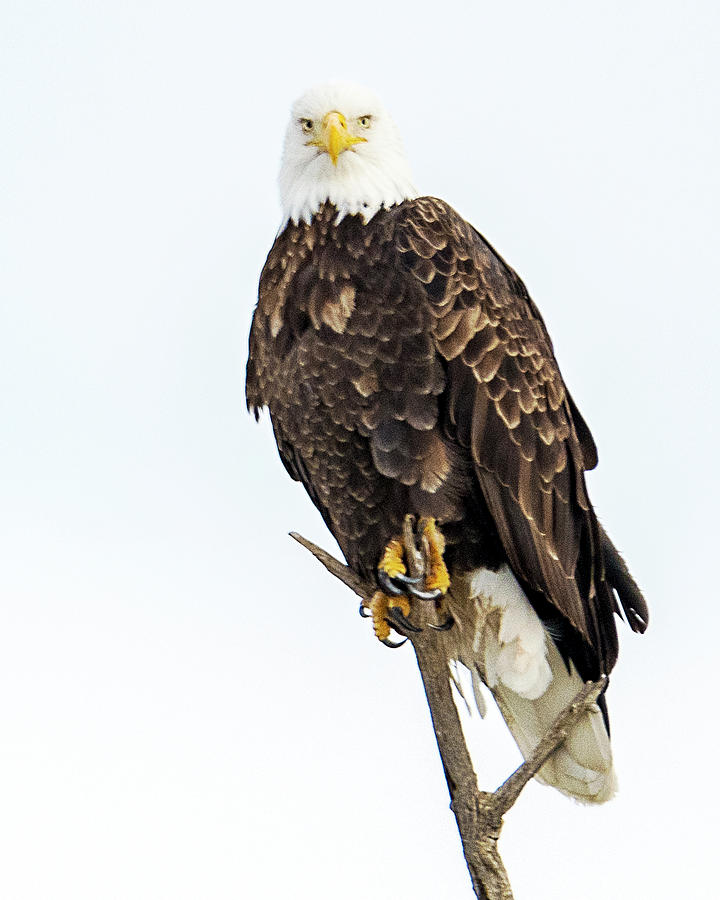 Bald Eagle Photograph by Norman Hall - Pixels