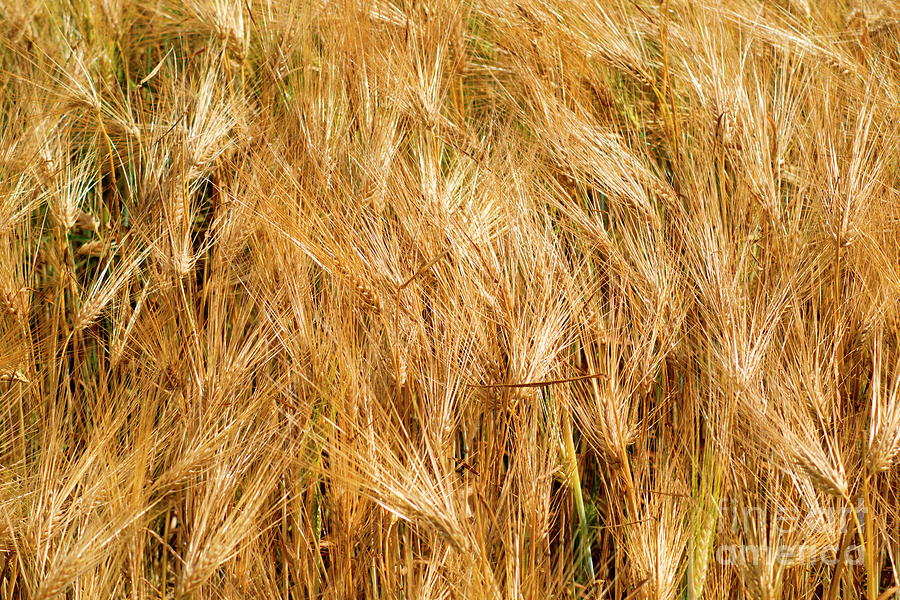 Barley #4 Photograph by Esko Lindell