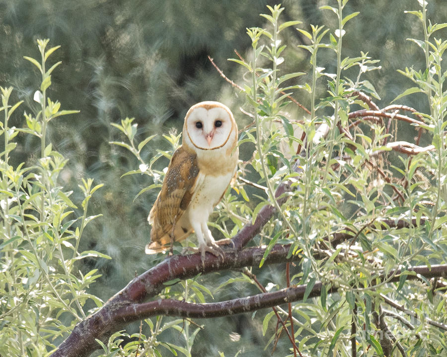 Barn Owl  #8 Photograph by Dennis Hammer