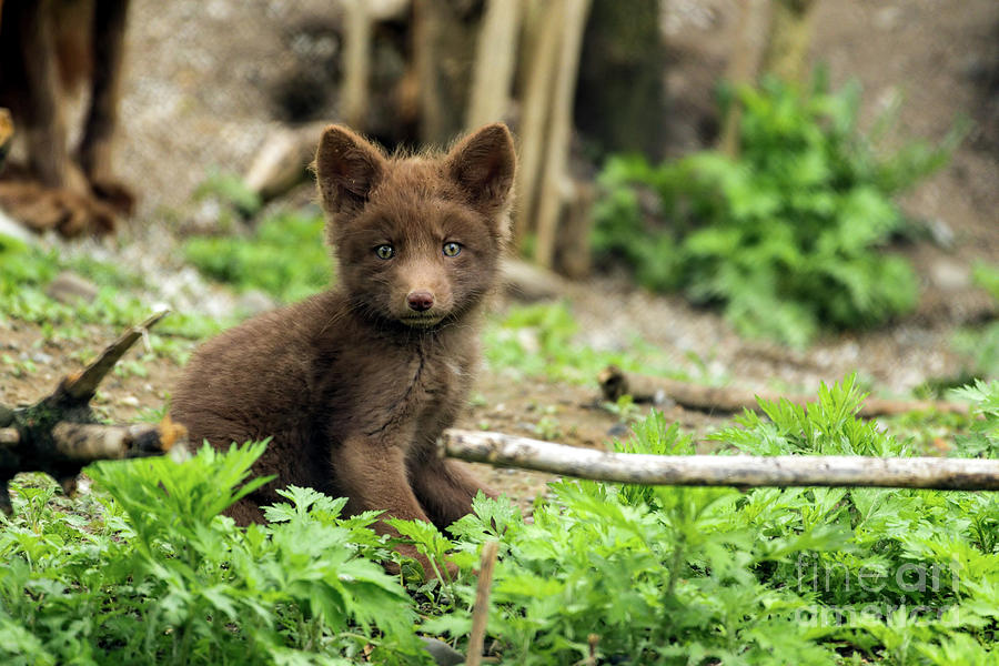 Beautiful Fox Cub Photograph by Sam Rino