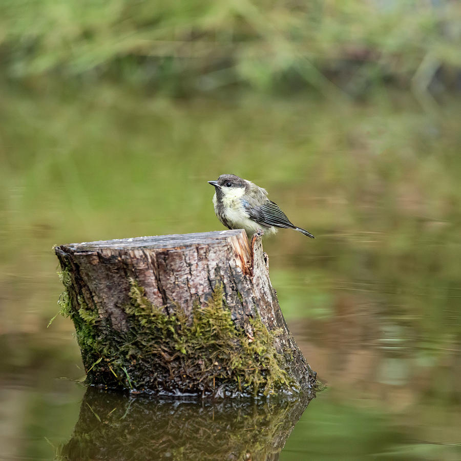 Beautiful Great Tit bird Parus Major on tree stump in forest lan #4  Photograph by Matthew Gibson - Pixels