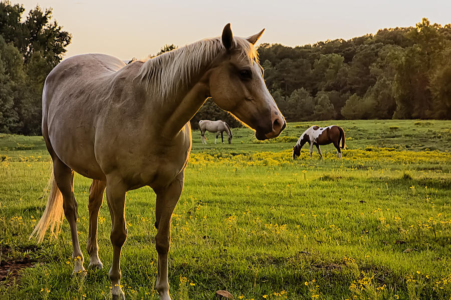 Beautiful horse on the pasture at sunset in south carolina moun ...