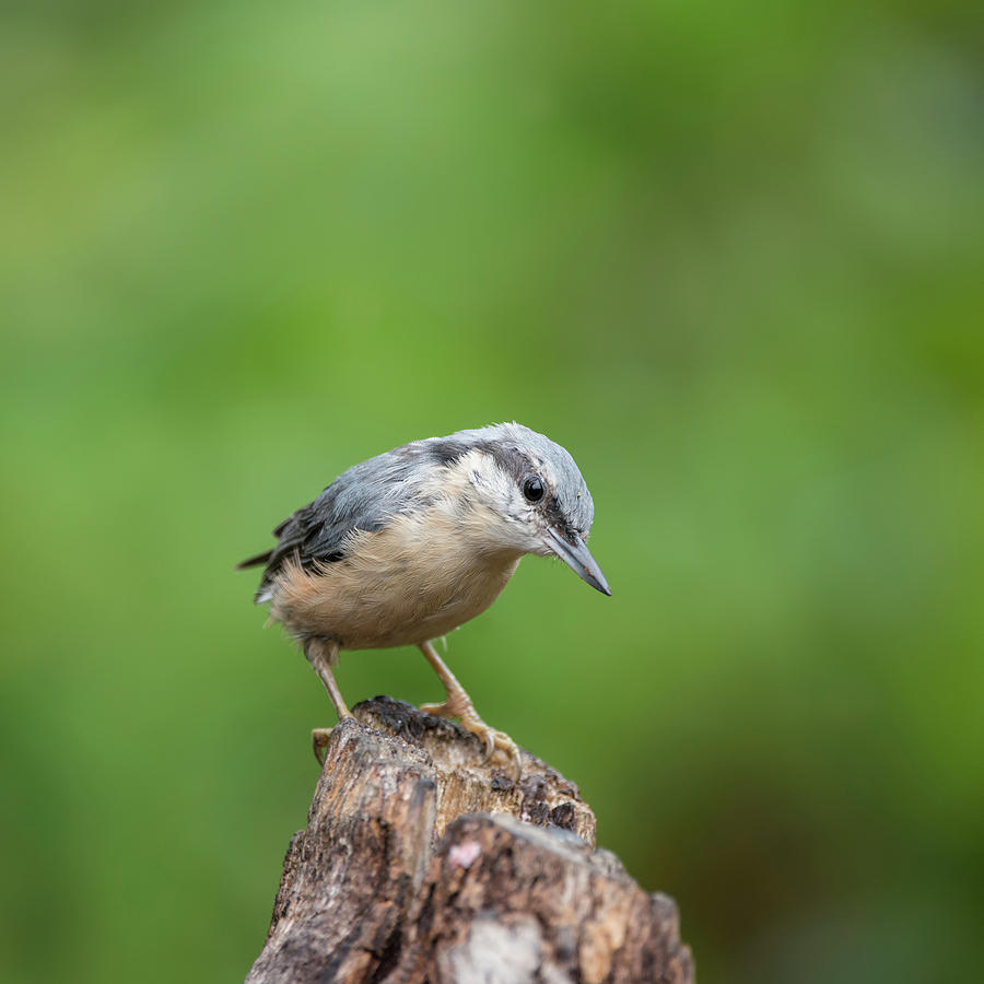 Beautiful Nuthatch bird Sitta Sittidae on tree stump in forest l ...