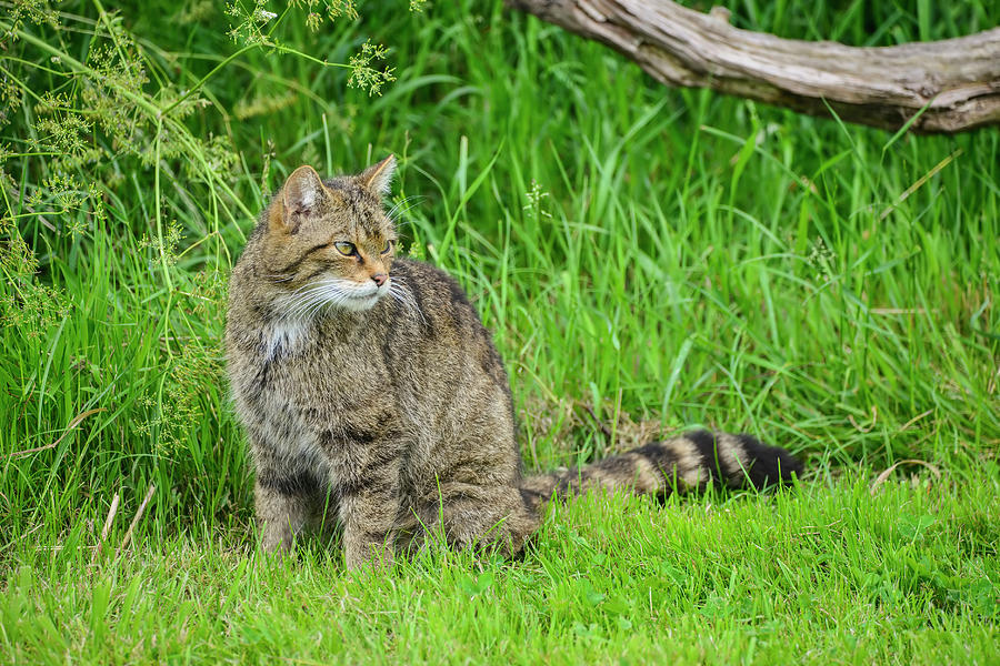 Beautiful Scottish Wildcat posturing on tree in Summer sunlight ...