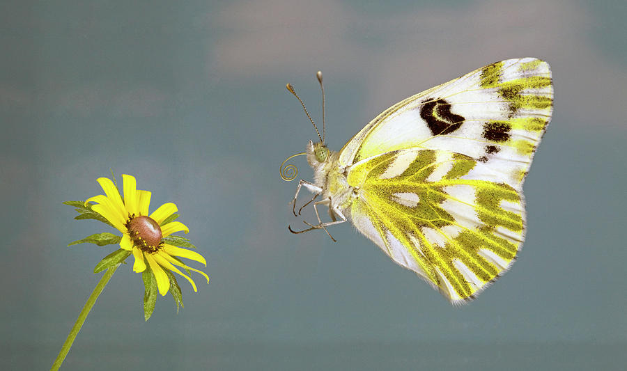 Beckers White Butterfly Photograph