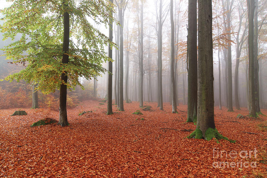 Beech forest in autumn #4 Photograph by Michal Boubin