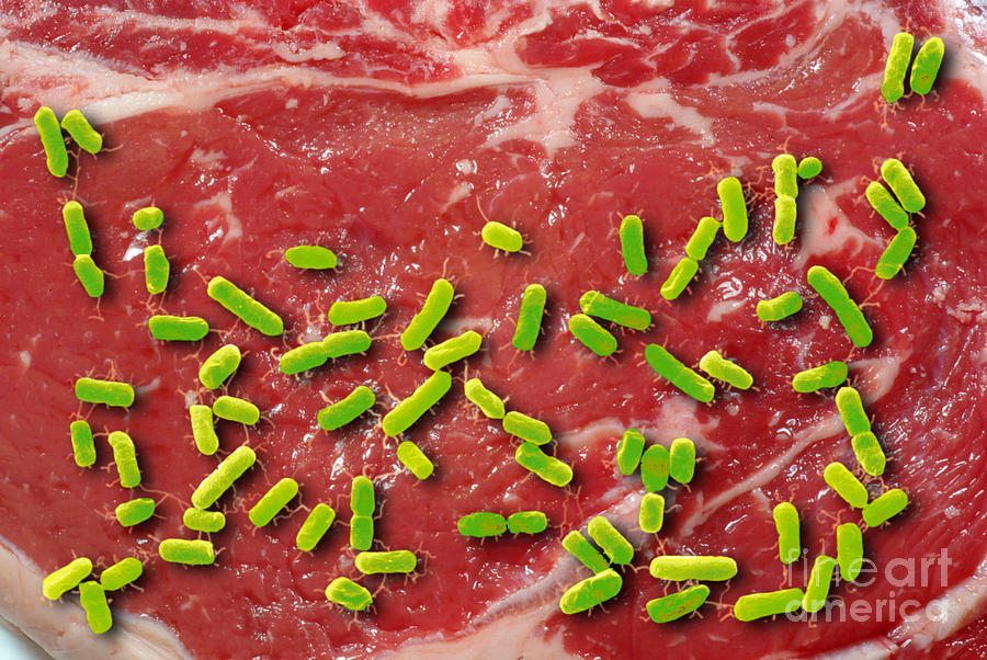 Beef Contaminated With E. Coli #4 Photograph by Scimat