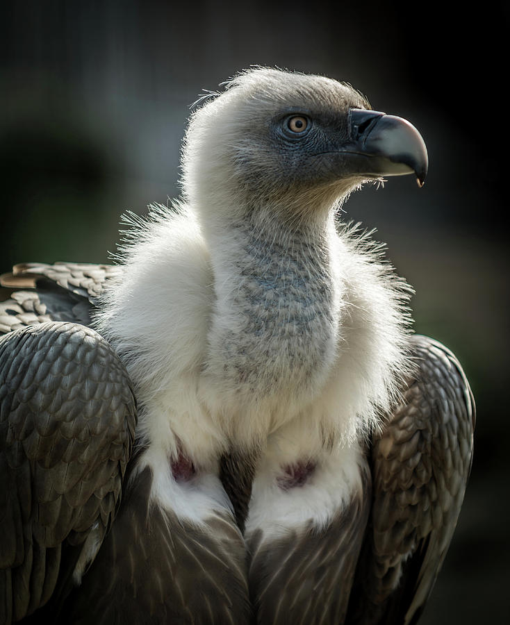 Big bird Griffon vulture Photograph by Libor Vrska | Fine Art America