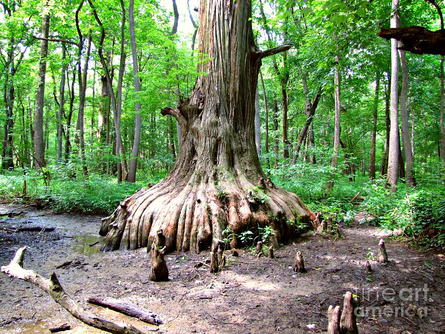Big Cypress Cache River State Natural Area Illinois Photograph by