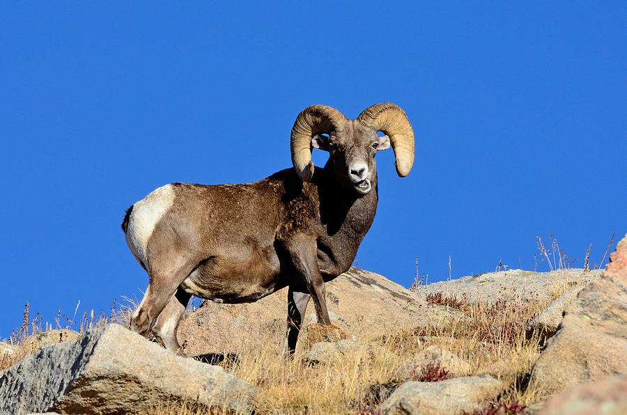 Big Horn Ram Photograph