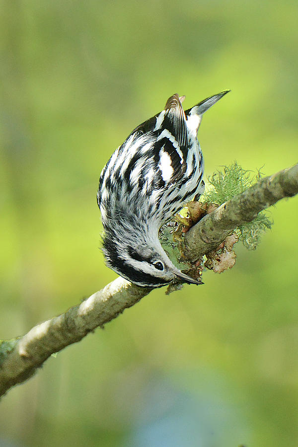 Warbler Photograph - Black and White Warbler #4 by Alan Lenk
