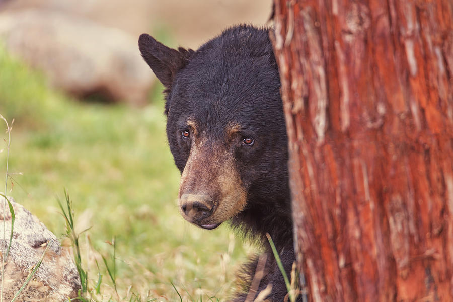 Black Bear  #4 Photograph by Brian Cross