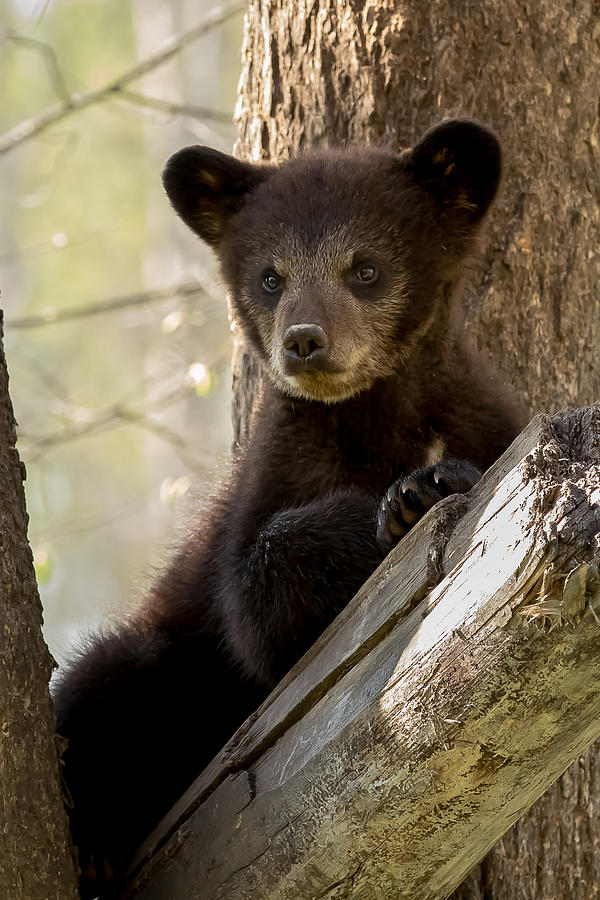 Black Bear Cub #4 Photograph by Mary Jo Cox