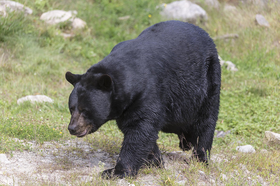 Black Bear #4 Photograph by Josef Pittner